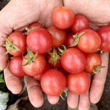 Cherry Tomatoes