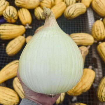 Onion (Sweet) - Ailsa Craig