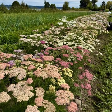 Yarrow