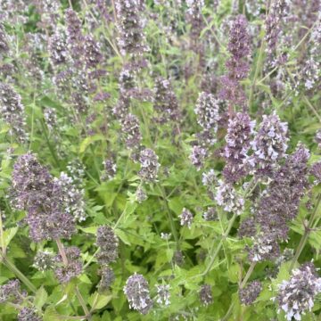 Catnip