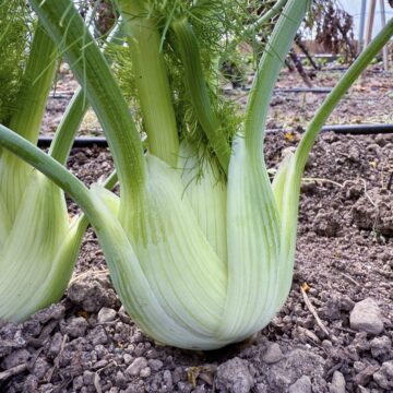 Fennel