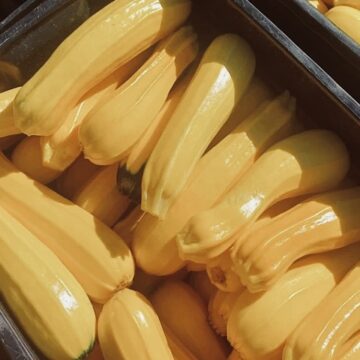 Zucchini - Goldini II