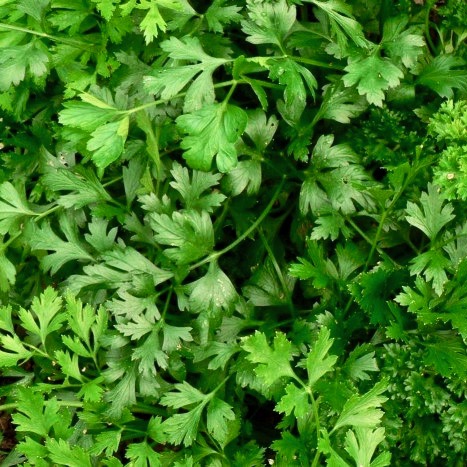 Parsley Italian Dark Green Great Garden Herb 700 Seeds 