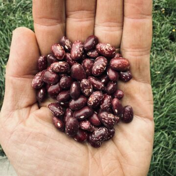 Bean (Bush Dry) - Early Warwick