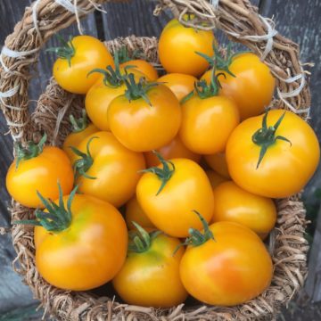 Organic, Non-GMO Tomato Seed