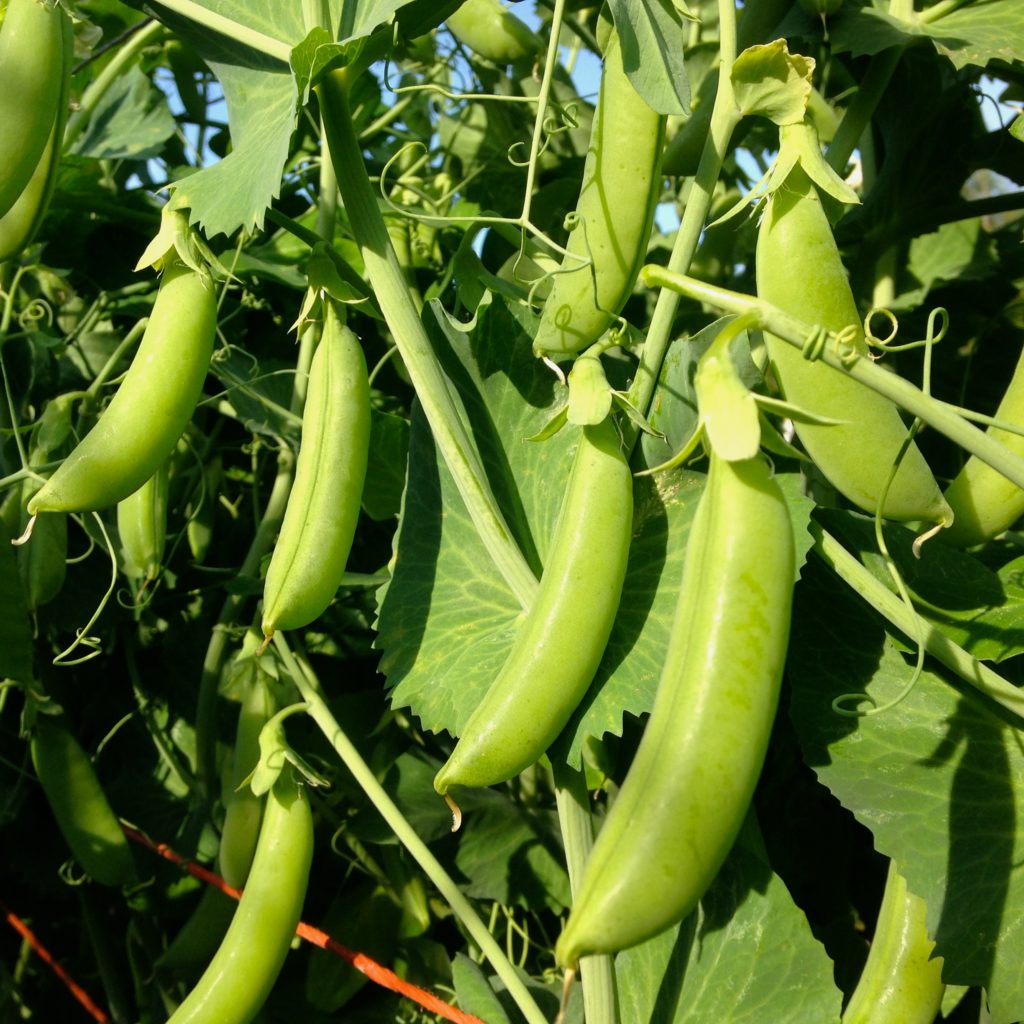 Organic, Non-GMO Snap Pea Seed