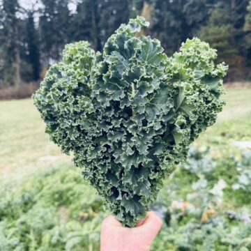 Kale - Meadowlark