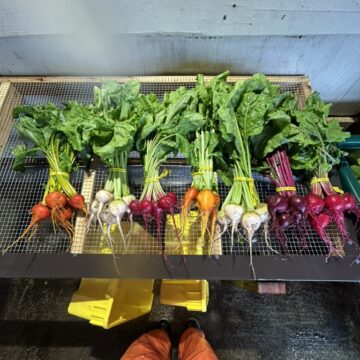 Organic Vegetable Seeds