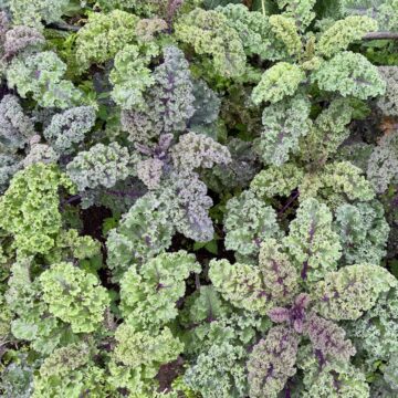 Kale - Baltic Red