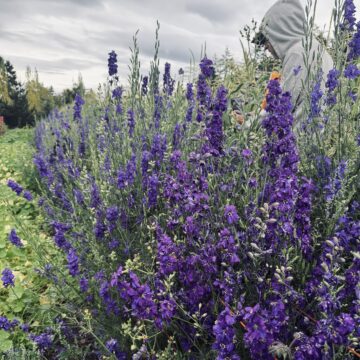 Larkspur - Giant Imperial Blue Spire