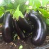 Eggplant, 'Diamond