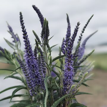 Veronica - Blue