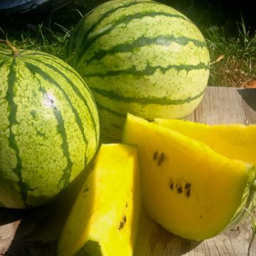 Organic, Non-GMO Watermelon Seed