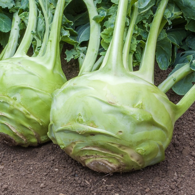 Kohlrabi - Superschmelz