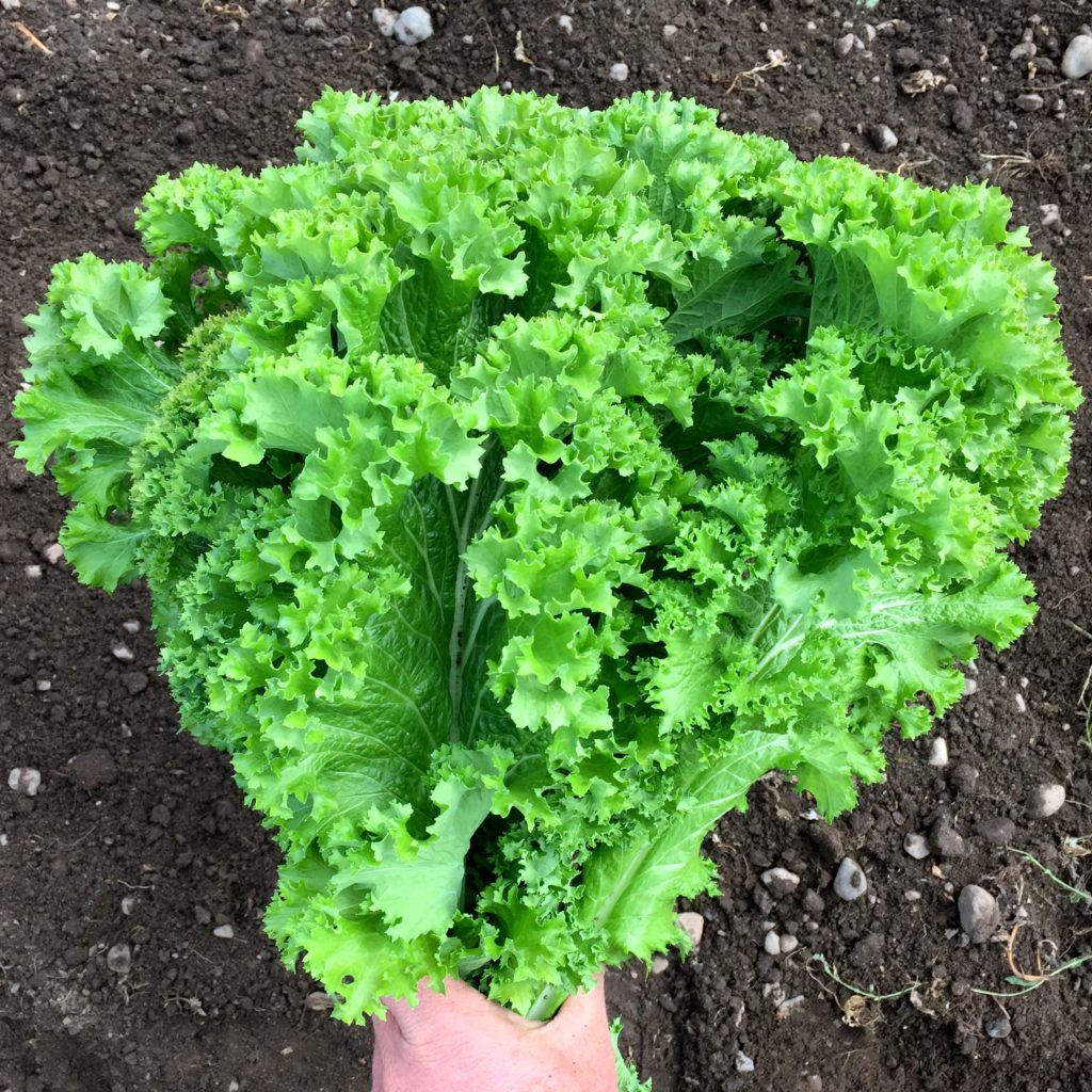 The History of Mustard Greens & Planting Them in the Coastal Bend