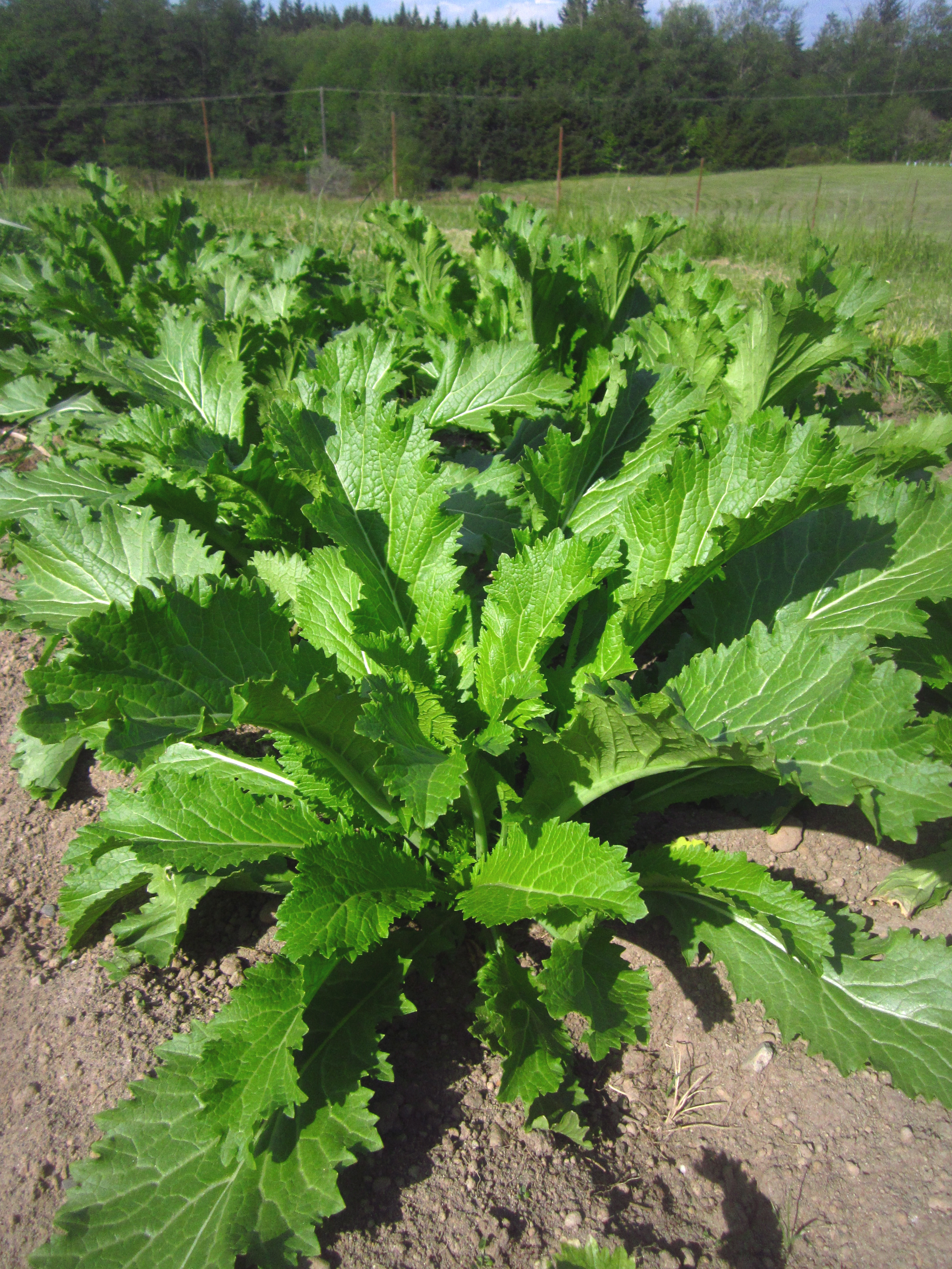 Mustard Greens Green In Snow Deep Harvest Farm