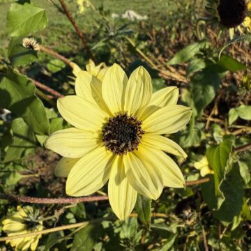 Sunflower - Vanilla Ice