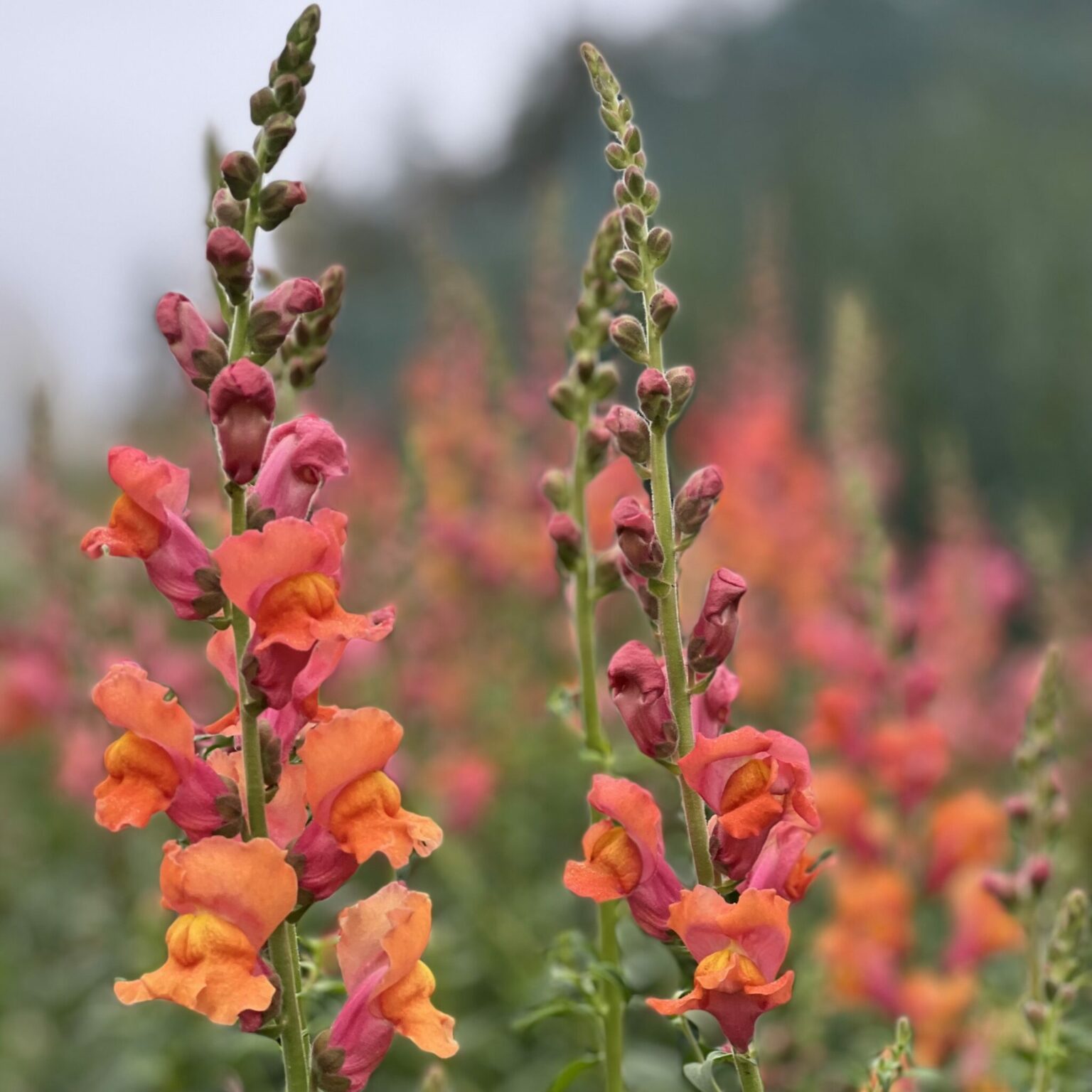 Snapdragon - Orange Wonder - Deep Harvest Farm