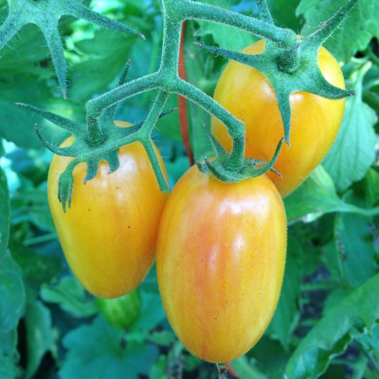 Tomato - Blush - Deep Harvest Farm