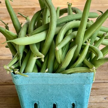 Bush Beans
