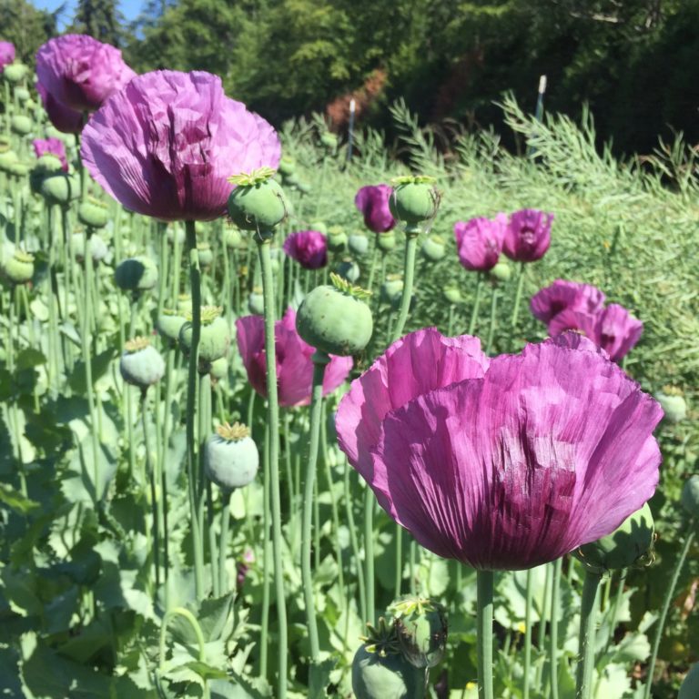 Poppy - Hungarian Breadseed - Deep Harvest Farm