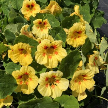 Peach Melba Nasturtium