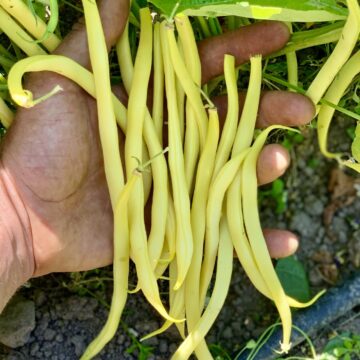 Bean (Bush Snap) - Beurre de Rocquencourt