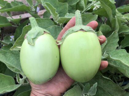 Apple Green Eggplant
