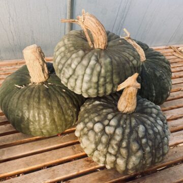 Winter Squash - Marina di Chioggia