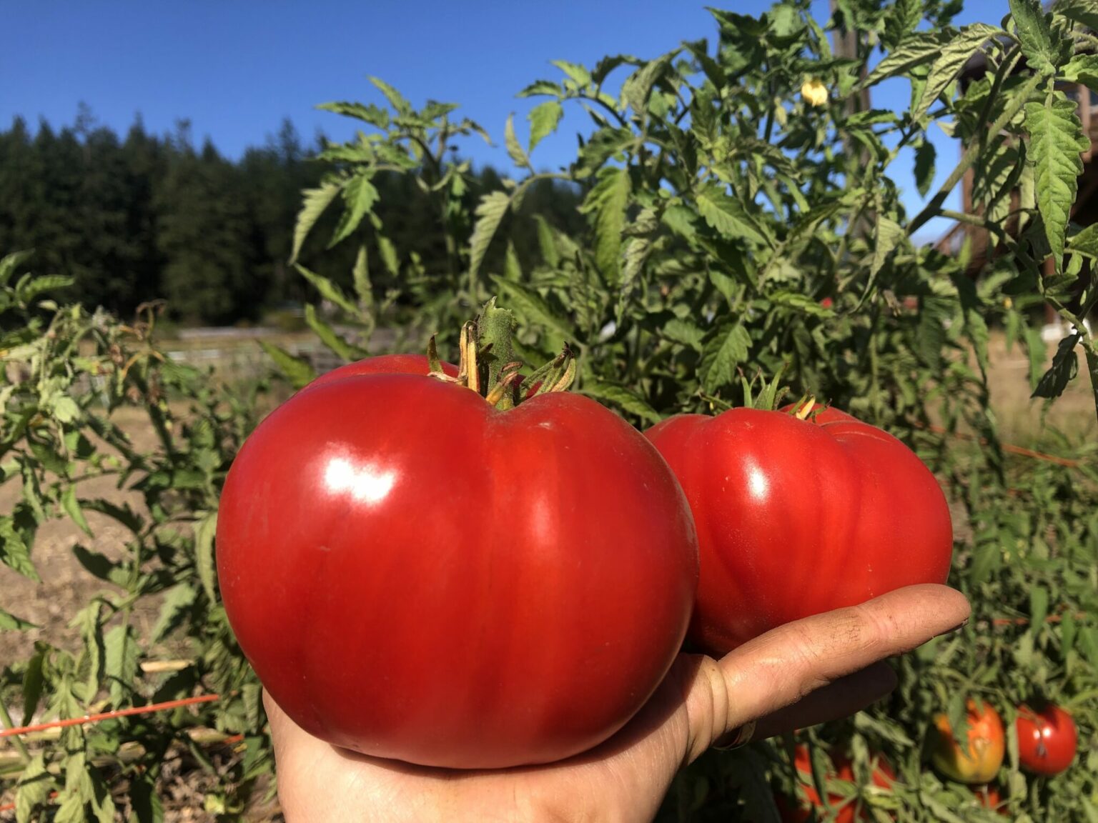 Tomato Italian Heirloom Deep Harvest Farm