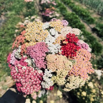 Yarrow - Favorite Berries