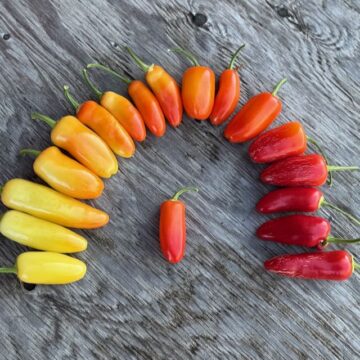 Pepper - Jaloro