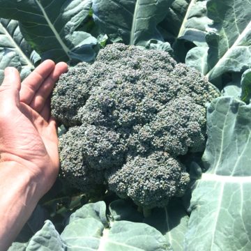 Organic, Non-GMO Broccoli Seed