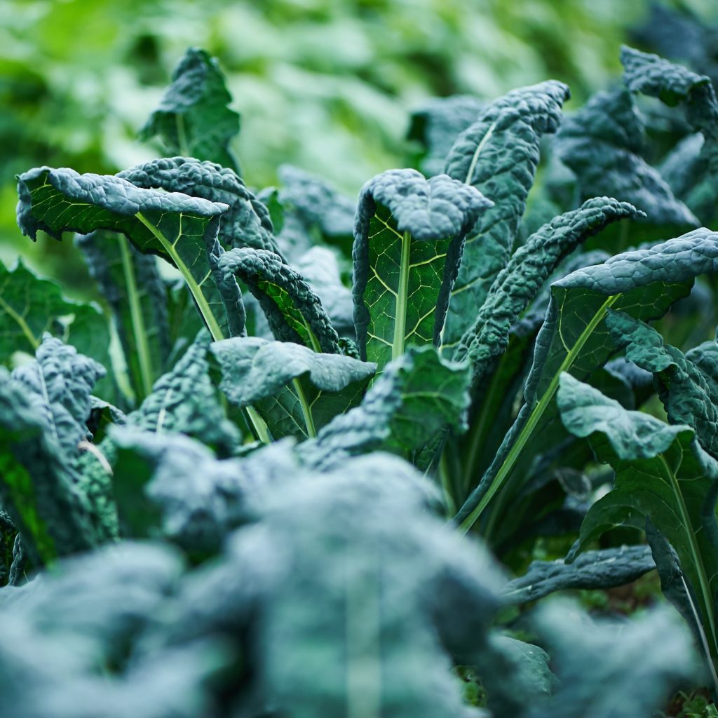 Kale Lacinato Deep Harvest Farm