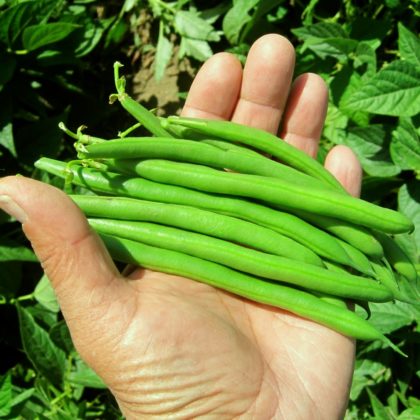 Organic, Non-GMO Bush Bean Seed
