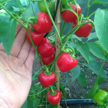 Organic, Non-GMO Pepper Seed