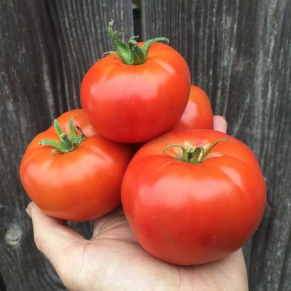 Organic, Non-GMO Tomato Seed