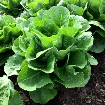 Organic, Non-GMO Lettuce Seed