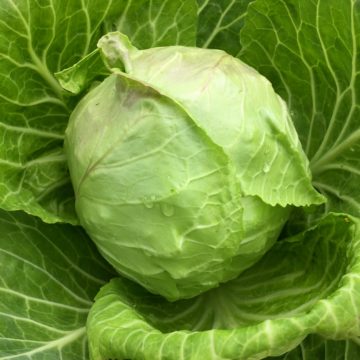 Organic, Non-GMO Cabbage Seed