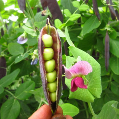 Organic, Non-GMO Shelling Pea Seed