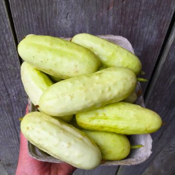Organic, Non-GMO Cucumber Seed