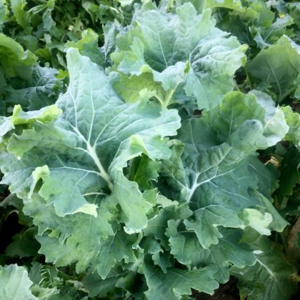 Organic, Non-GMO Kale Seed