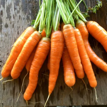 Organic, Non-GMO Carrot Seed