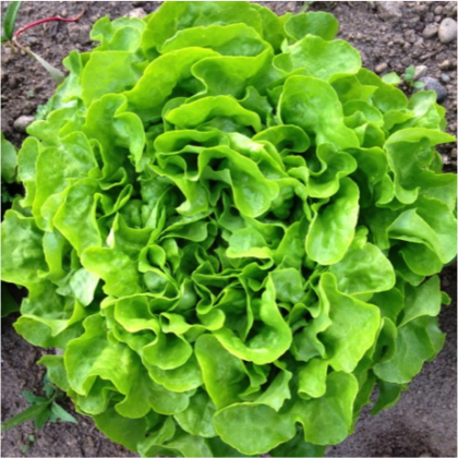 Organic, Non-GMO Lettuce Seed