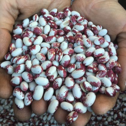 Organic, Non-GMO Dry Bean Seed